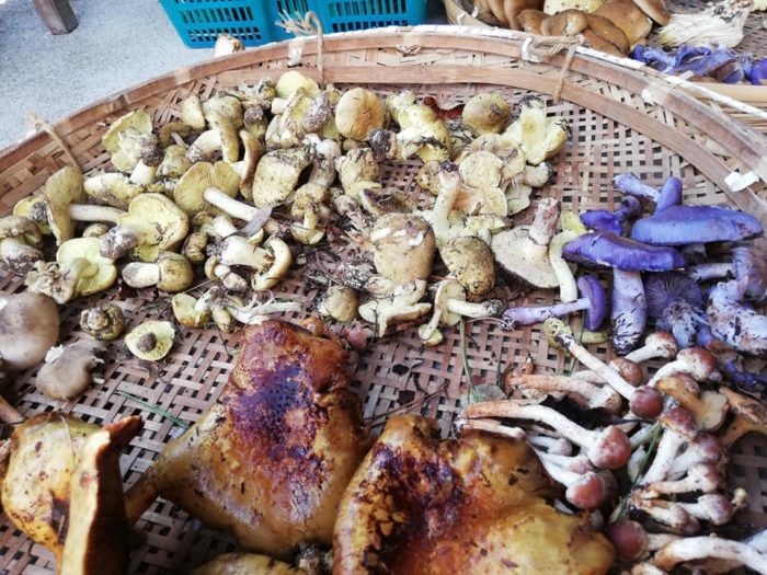 天然キノコ狩り初心者が名人とともに恵那の山で収穫 7種類のキノコと食べ方の紹介 Chiex Cafe